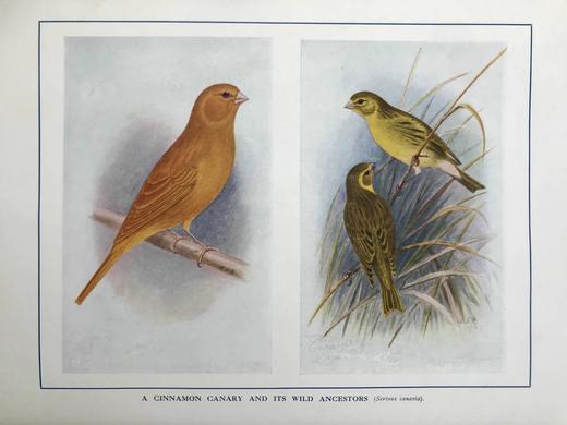 1911年 金丝雀，杂交鸟与英国笼鸟图集 26幅彩色与数百幅黑白插图 精装16开 商品图2