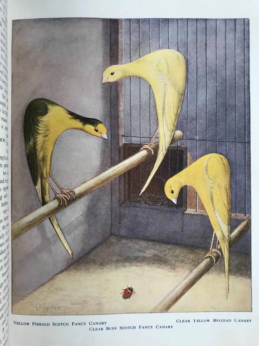 1911年 金丝雀，杂交鸟与英国笼鸟图集 26幅彩色与数百幅黑白插图 精装16开 商品图12