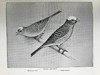 1911年 金丝雀，杂交鸟与英国笼鸟图集 26幅彩色与数百幅黑白插图 精装16开 商品缩略图11