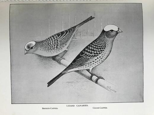 1911年 金丝雀，杂交鸟与英国笼鸟图集 26幅彩色与数百幅黑白插图 精装16开 商品图11