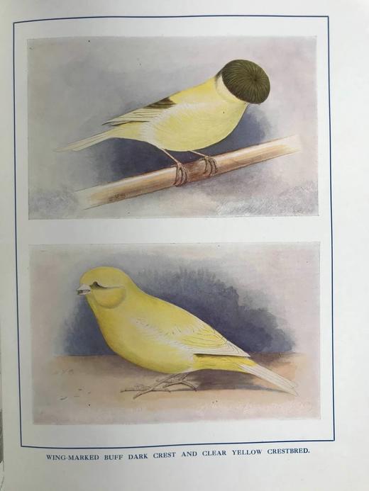 1911年 金丝雀，杂交鸟与英国笼鸟图集 26幅彩色与数百幅黑白插图 精装16开 商品图8