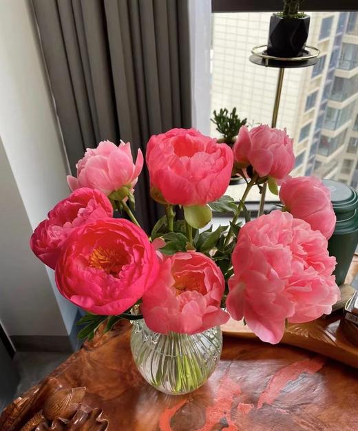 【俘获人心】芍药-落日珊瑚（西瓜红) 5枝（渐变色） 商品图2