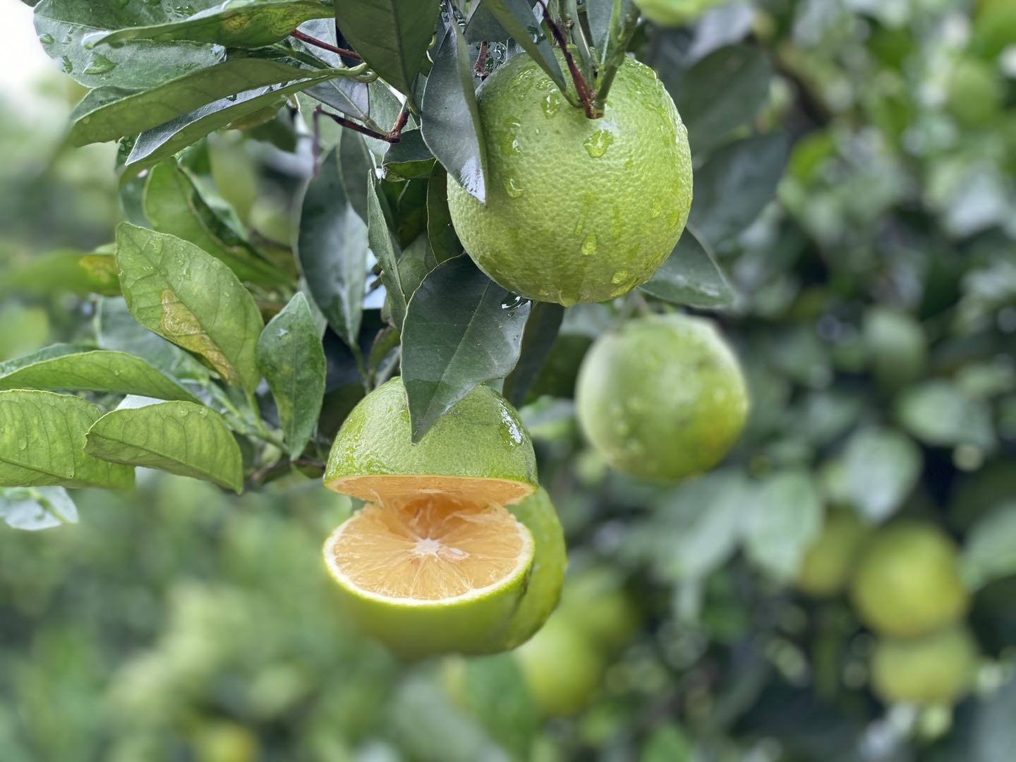 阳光青橙】冰糖橙