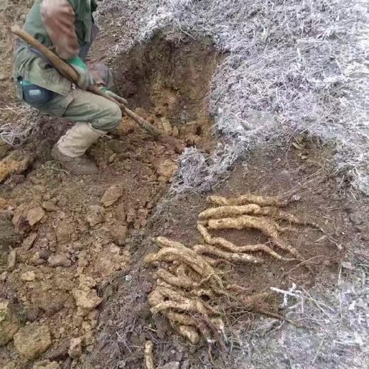 【有机认证】大山里有机鲜山药野生品种 生态种植 5斤装（逢一、三、五现挖新鲜发货） 商品图6