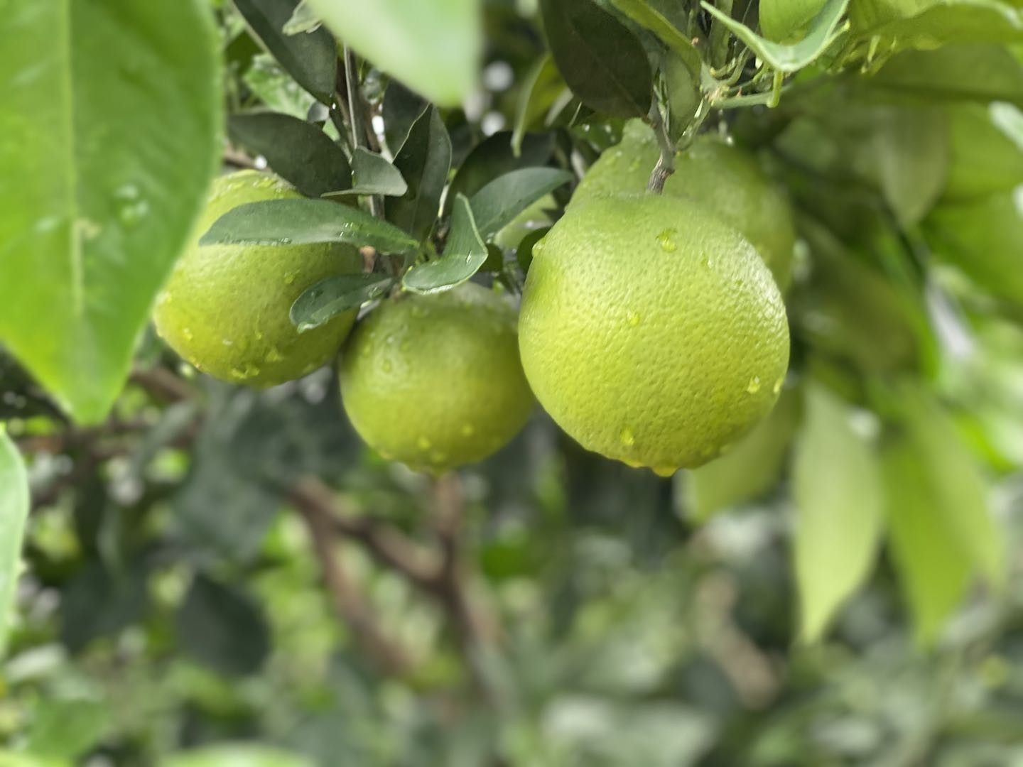 阳光青橙】冰糖橙