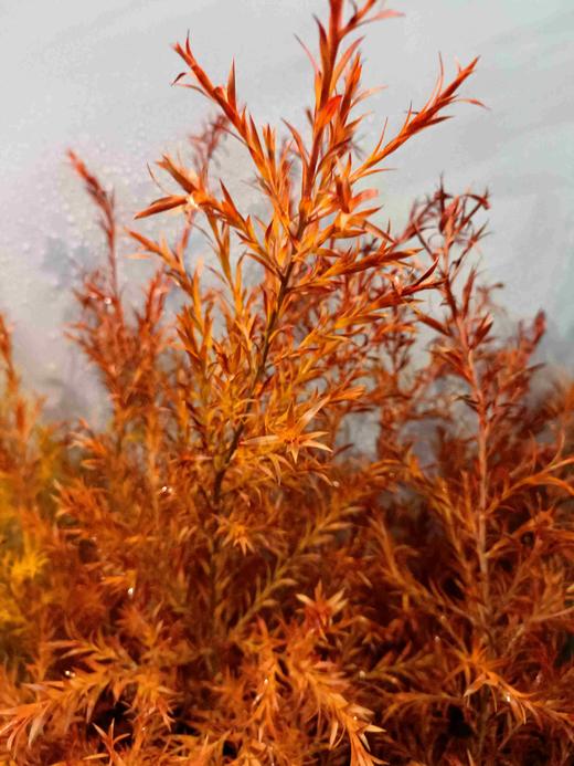 【千层金】 橙色  若干枝/扎 商品图7