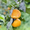 【有机认证】有机爱媛老树红美人果冻橙 入口化渣 果冻样细腻 商品缩略图6
