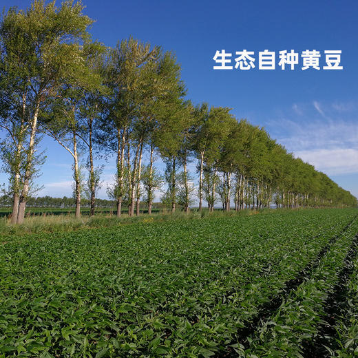 【谦益】香畴  水南本色腐竹 豆香浓郁 300g/袋 【多规格】 商品图4