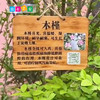 植物百科木牌 商品缩略图2