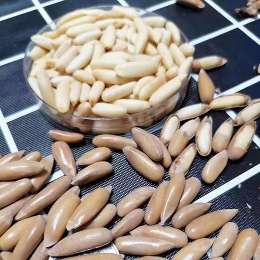 巴西松子 500克一袋 商品图2