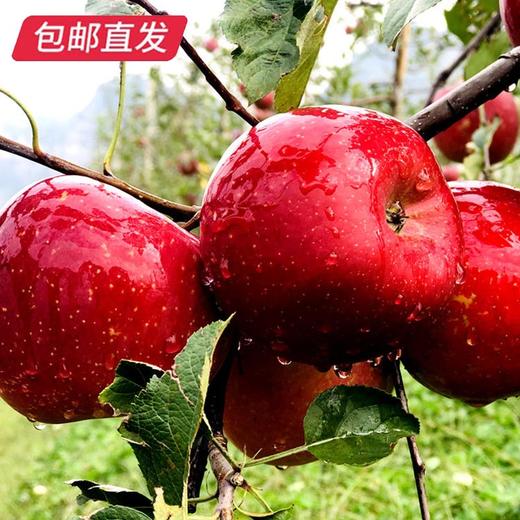【GY】威宁杨华冰心苹果 绿标认证 脆甜多汁 商品图2