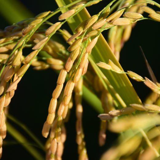 【专属拼团福利】香甜软弹 粥饭皆宜  火山岩石板米 稻花香2.5kg 商品图4