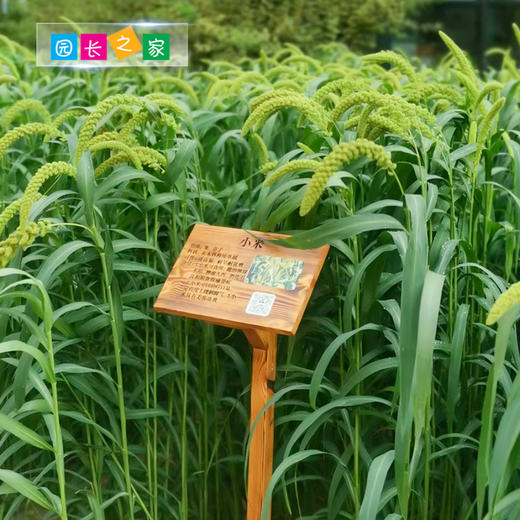 植物百科木牌 商品图0