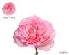 单头玫瑰 | 粉梅拉 商品缩略图0