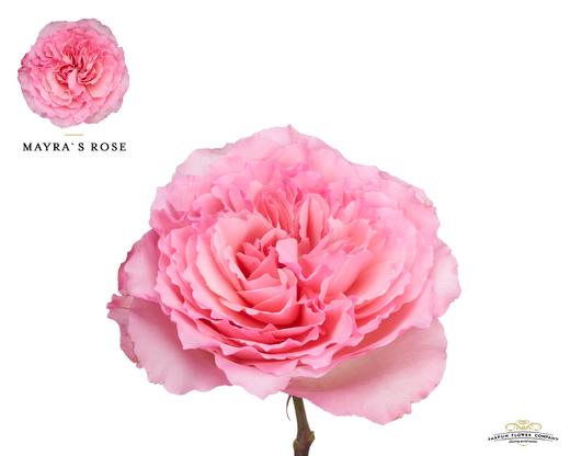 单头玫瑰 | 粉梅拉 商品图0