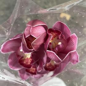 兰花 ｜ 大花蕙兰英雄