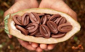 可可脂与代可可脂的区别？