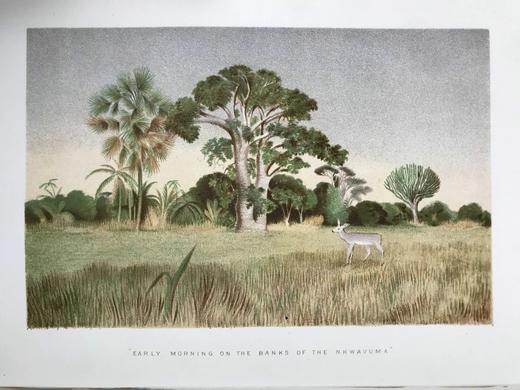 1875年 南非与东南非自然史 34幅插图 漆布精装大32开 商品图3