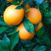 周六取货：【橙上良品赣南脐橙】一份5斤左右，果肉细腻，香气扑鼻！ 商品缩略图1