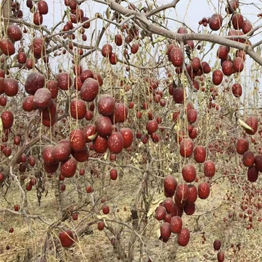新疆天山枣王4斤包邮