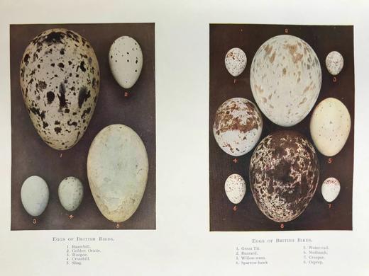 约20世纪早期 英国鸟类图集（全2卷） 约800幅插图（30幅彩色） 真皮精装16开 商品图11