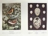 约20世纪早期 英国鸟类图集（全2卷） 约800幅插图（30幅彩色） 真皮精装16开 商品缩略图12