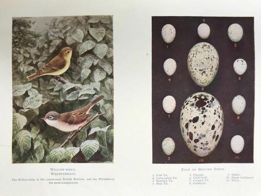 约20世纪早期 英国鸟类图集（全2卷） 约800幅插图（30幅彩色） 真皮精装16开 商品图12