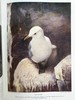 约20世纪早期 英国鸟类图集（全2卷） 约800幅插图（30幅彩色） 真皮精装16开 商品缩略图5