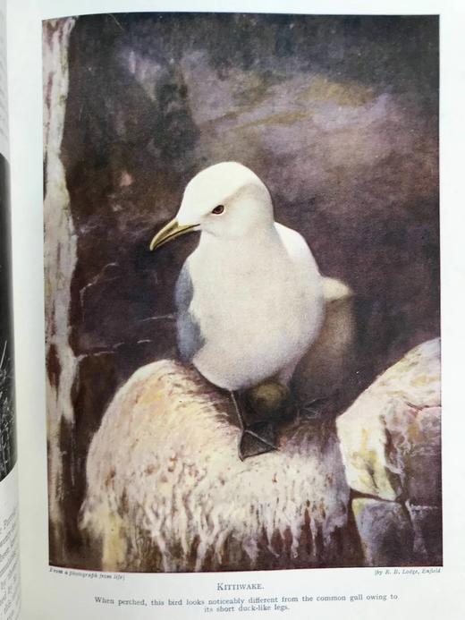 约20世纪早期 英国鸟类图集（全2卷） 约800幅插图（30幅彩色） 真皮精装16开 商品图5