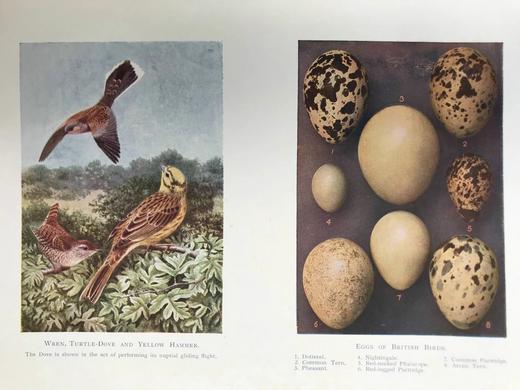 约20世纪早期 英国鸟类图集（全2卷） 约800幅插图（30幅彩色） 真皮精装16开 商品图13