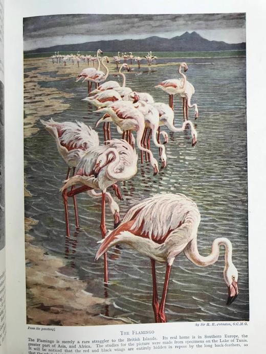 约20世纪早期 英国鸟类图集（全2卷） 约800幅插图（30幅彩色） 真皮精装16开 商品图9