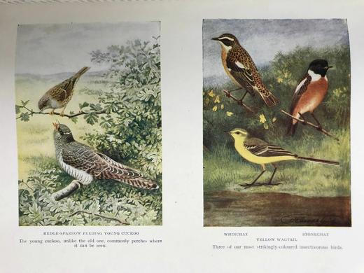 约20世纪早期 英国鸟类图集（全2卷） 约800幅插图（30幅彩色） 真皮精装16开 商品图10