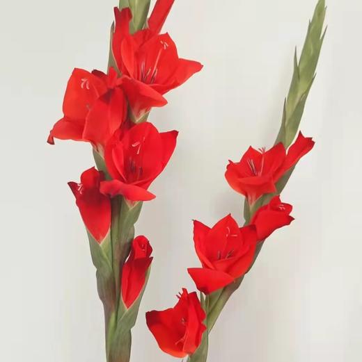 jcktf剑兰红色10支装a级5