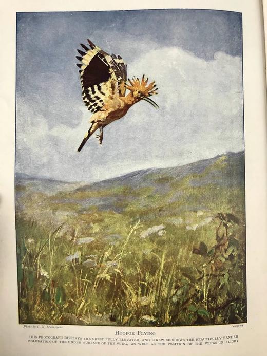 约20世纪早期 英国鸟类图集（全2卷） 约800幅插图（30幅彩色） 真皮精装16开 商品图2