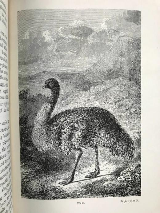 1884年 大洋洲地理与旅行概要 数十幅版画插图与地图 漆布精装32开 商品图13