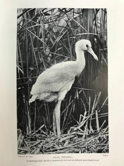 约20世纪早期 英国鸟类图集（全2卷） 约800幅插图（30幅彩色） 真皮精装16开 商品图14