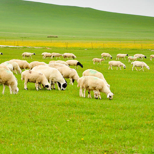 内蒙古原切法式羊排 200g 商品图3