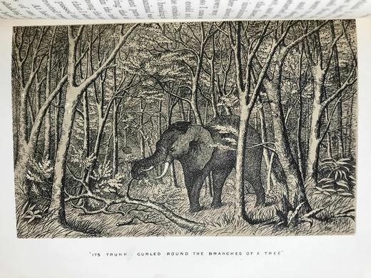 1875年 南非与东南非自然史 34幅插图 漆布精装大32开 商品图13