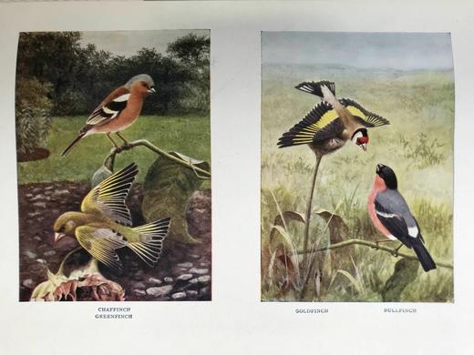 约20世纪早期 英国鸟类图集（全2卷） 约800幅插图（30幅彩色） 真皮精装16开 商品图8