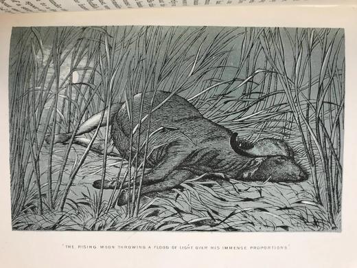 1875年 南非与东南非自然史 34幅插图 漆布精装大32开 商品图8