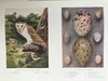 约20世纪早期 英国鸟类图集（全2卷） 约800幅插图（30幅彩色） 真皮精装16开 商品缩略图4