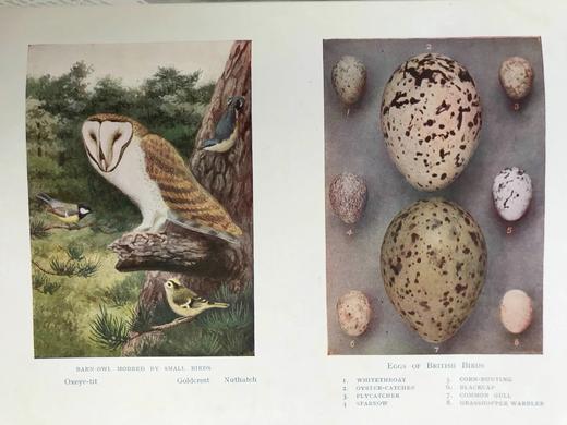 约20世纪早期 英国鸟类图集（全2卷） 约800幅插图（30幅彩色） 真皮精装16开 商品图4