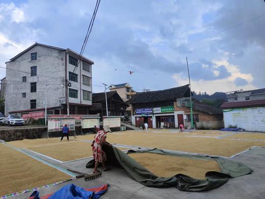 黔东南天柱【木叶香米】  全国包邮 部分地区不发 入口软糯回甘，原色原香 商品图7