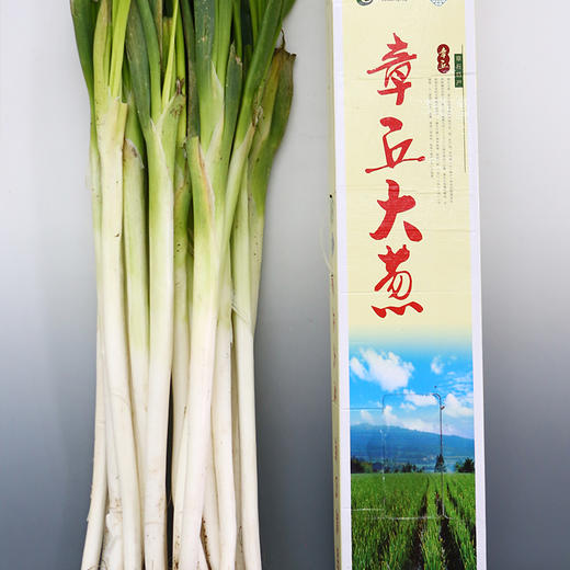 【章丘大葱】高白脆甜 富硒 10斤礼盒装 包邮  11.7按照订单顺序陆续发货 商品图1