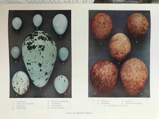 约20世纪早期 英国鸟类图集（全2卷） 约800幅插图（30幅彩色） 真皮精装16开 商品图6