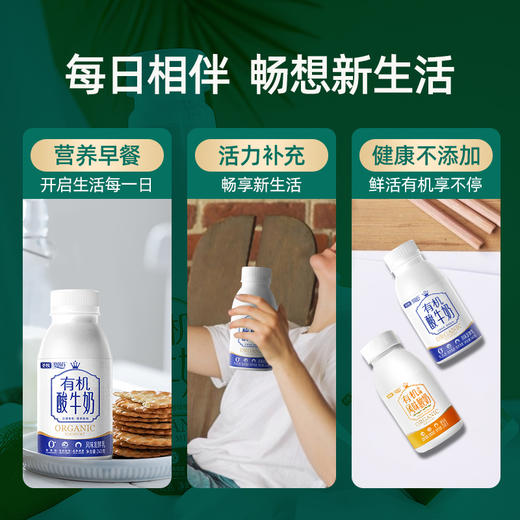 圣牧塞茵苏有机酸牛奶 原味沙棘风味低温酸奶组合240g*7瓶 商品图6