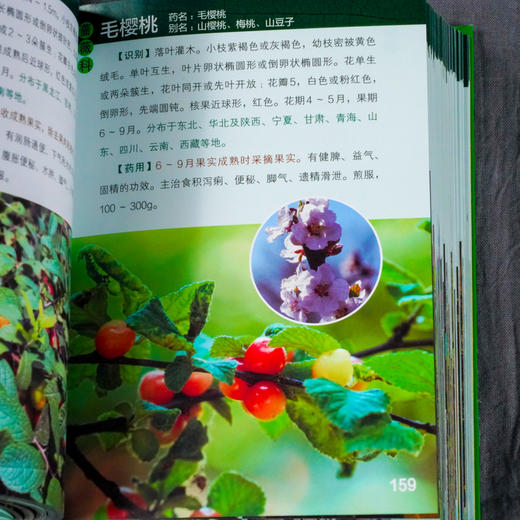 袖珍中草药野外识别图鉴 第二版 药用植物鉴别中国植物志 中华本草 中医药医师研究人员学生中草药爱好者参考工具书  中草药口袋书 商品图5
