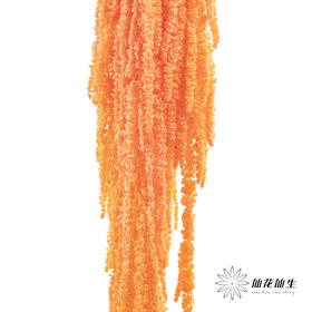 永生花材 ｜ 吊米三文鱼