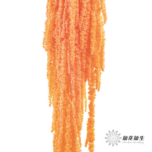 永生花材 ｜ 吊米三文鱼 商品图0