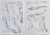 【中商原版】Morpho: Simplified Forms: Anatomy for Artists 英文原版 简单的样式：艺术家的解剖学 人体素描 绘画 商品缩略图7